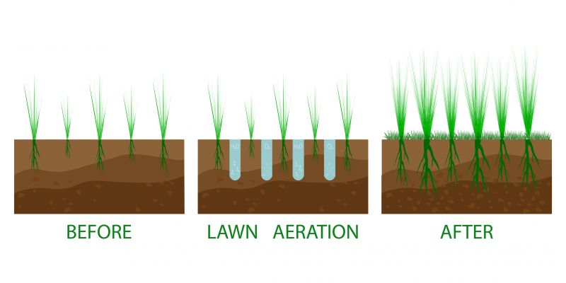 Bare Lawn Repair