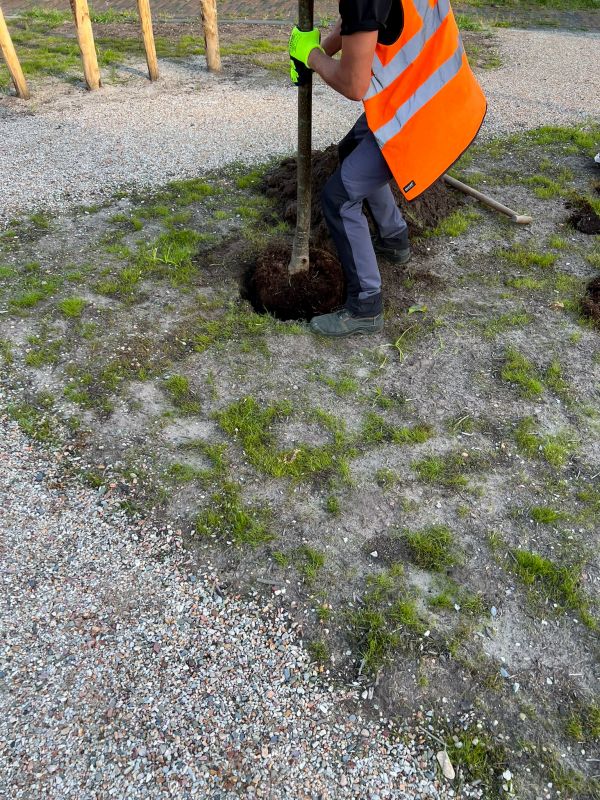 Apple Tree Planting in Ventura County, CA