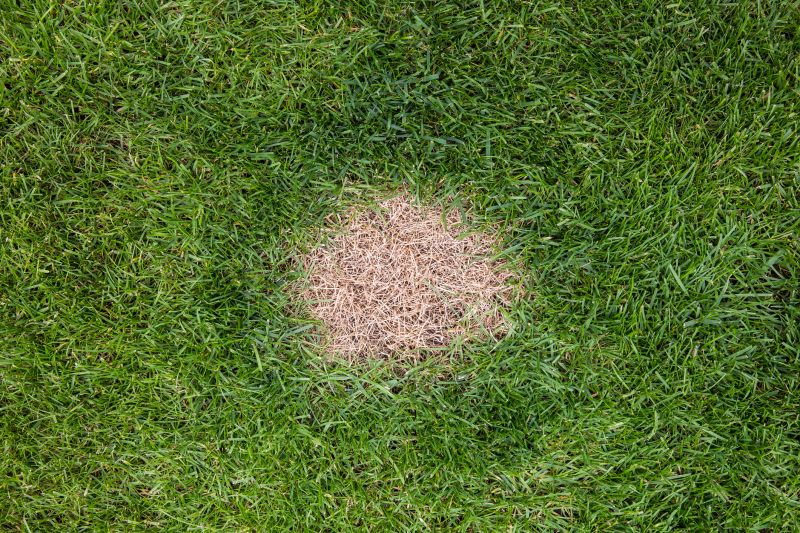 Bare Lawn Repair