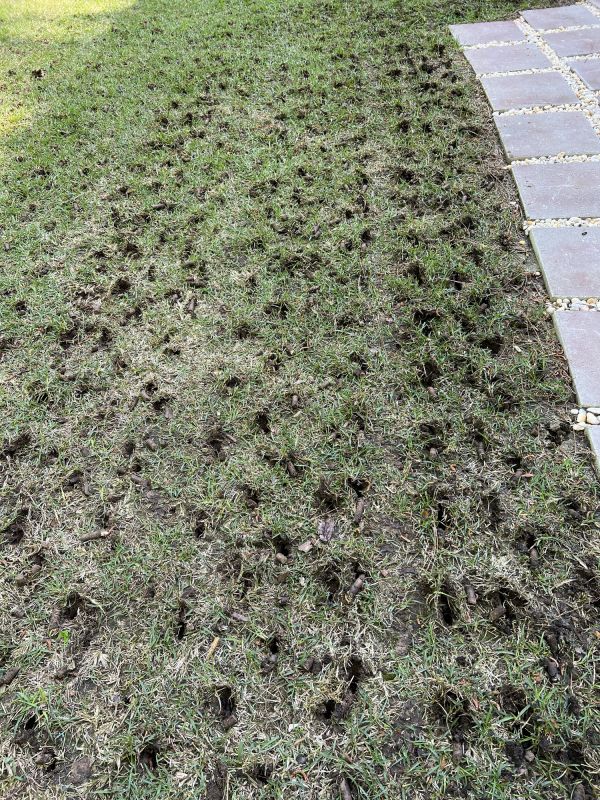 Bare Lawn Repair