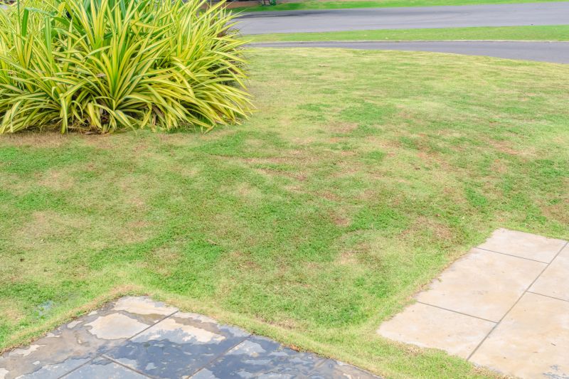 Bare Lawn Repair