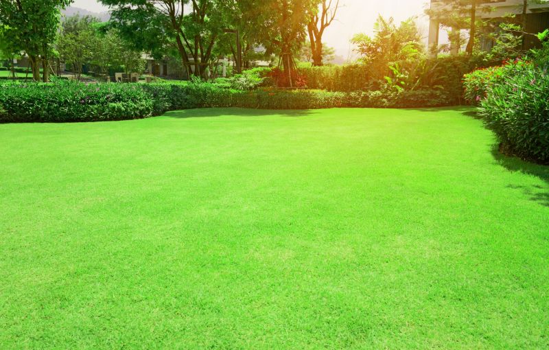 Bare Lawn Repair