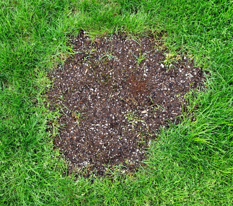 Bare Lawn Repair