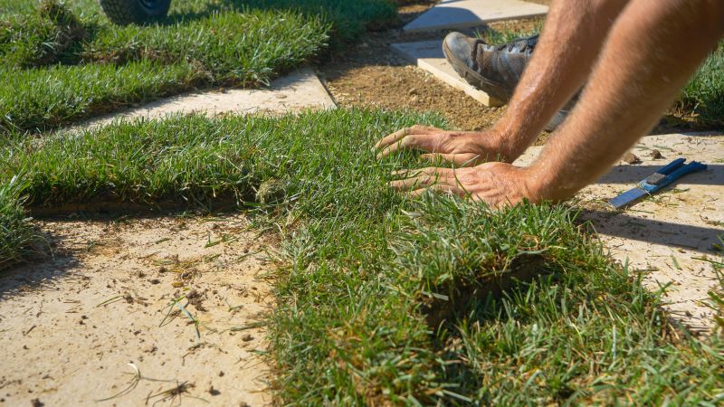 Bare Lawn Repair