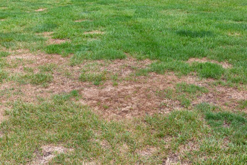 Before and After Lawn Repair