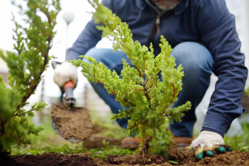 Bush Replacement in Honolulu, HI