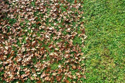 Lawn Care in Autumn