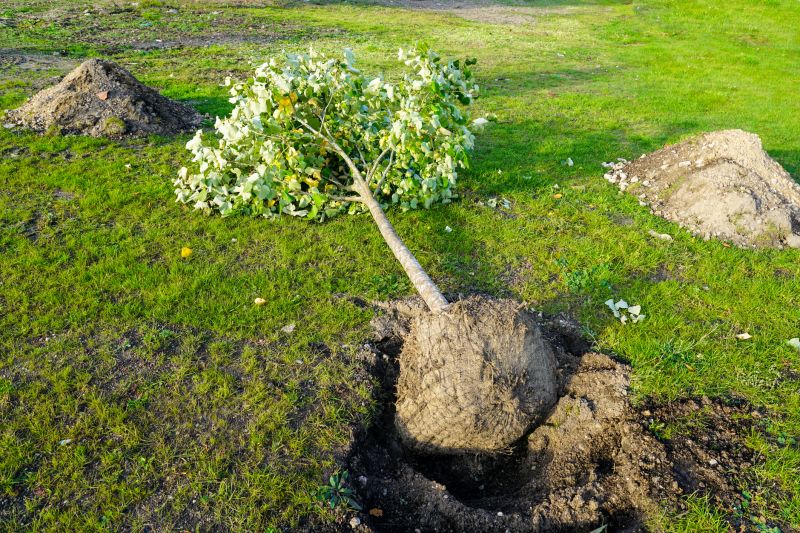 Oak Tree Planting in Ventura County, CA